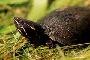 musk turtle, common but rarely seen. Note the well-rounded shell covered by smelly algae. Almost entirely aquatic.  Photo by http://www.ct.gov/