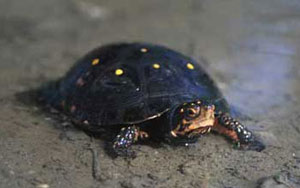 spotted turtle, NH threatened. Note the bright yellow/orange spots on the shell and body.  Photo by John J. Mosesso, http://images.nbii.gov/