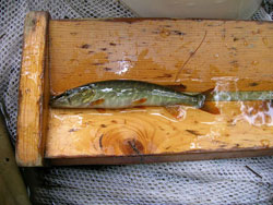 redfin pickerel photo by NH Fish and Game