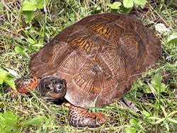 PhotoWood Turtle by Mike Marchand. 