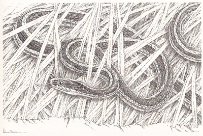 ribbon snake, artwork by David M. Carroll