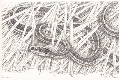 ribbon snake, artwork by David M. Carroll ribbon snake, artwork by David M. Carroll