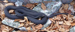 black racer, NH threatened.  A slender black snake measuring 36-60 inches. Black racers are glossy black on the top and bottom with a white throat and chin.Photo by Brendan Clifford   