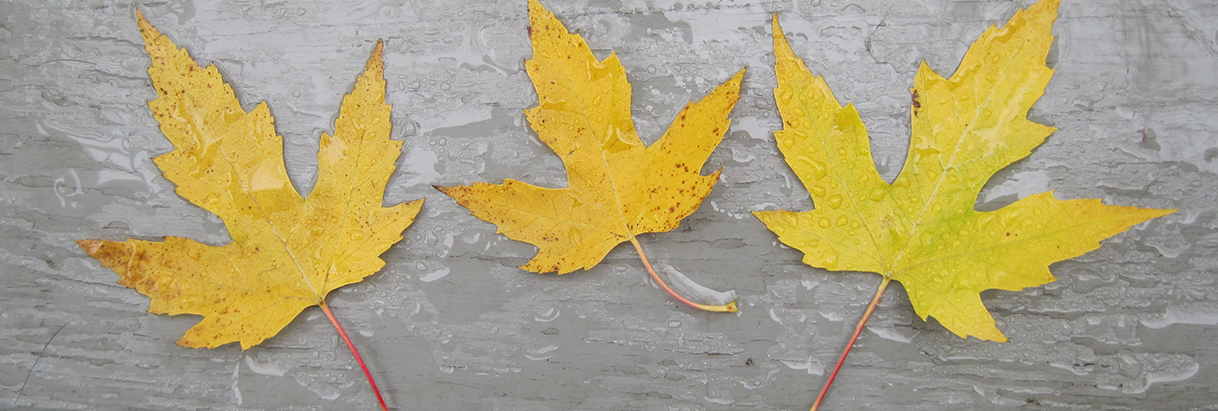 silver maple leaves in fall