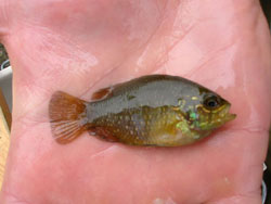 banded sunfish photo by New Hampshire Fish and Game 