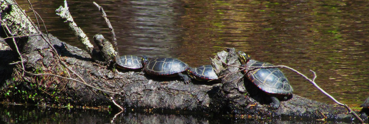 Painted Turtles Basking by RH Lord