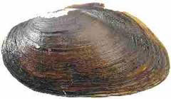 Eastern elliptio mussel  Photo by www.ct.gov