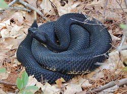 timber rattlesnake (venomous)  NH State endangered. Photo by Brendan Clifford   A large, thick black snake measuring 36-60 inches. Has a large triangular head and keeled scales.  At the end of the tail there is a large rattle.