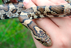 eastern milk snake. A slender-bodied snake ranging from  24-36 inches.   Photo by Mike Marchand   