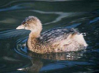 pied billed grebe  photo by images.fws.gov