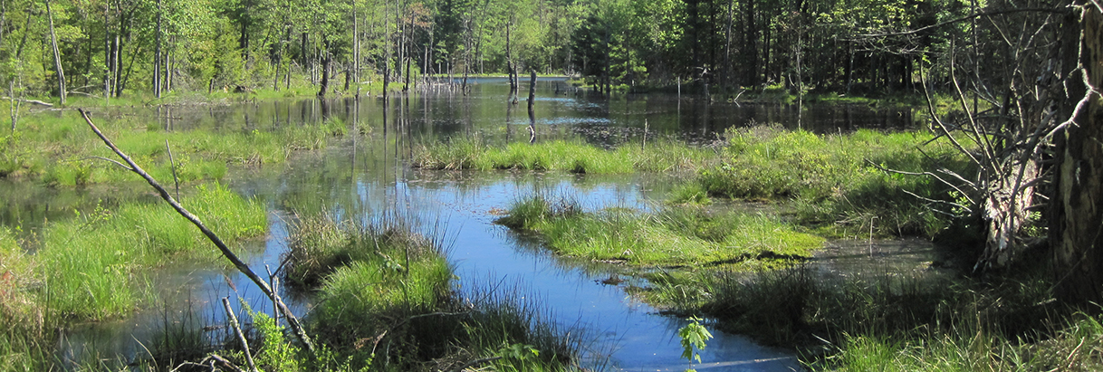 beaver pond