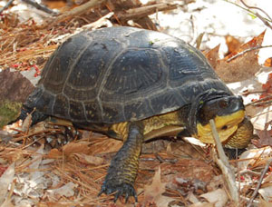Blanding's turtle, NH endangered. Note the yellow chin and throat.  Photo by Jon Bromley 
