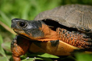 wood turtle, NH species of concern. Note the orange skin on the throat and shoulders and the well-sculpted shell.  Photo by Mike Jones, http://www.mass.gov/   
