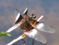 Dragonfly Photo by RC Grimsley