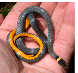 northern ring neck snake.  A slender, dark snake measuring 10-15 inches. Generally has a bluish-black or black surface color with a golden ring around the neck. The underside is uniformly yellow. Photo by Victor Young