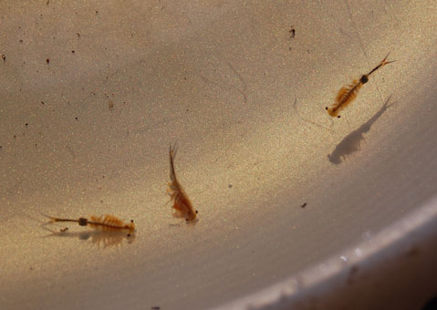 Fairy shrimp are small crustaceans that occur only in vernal pools.   Photo by Jon Bromley 