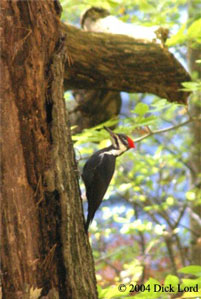 pileated woodpecker Photo by Dick Lord.
