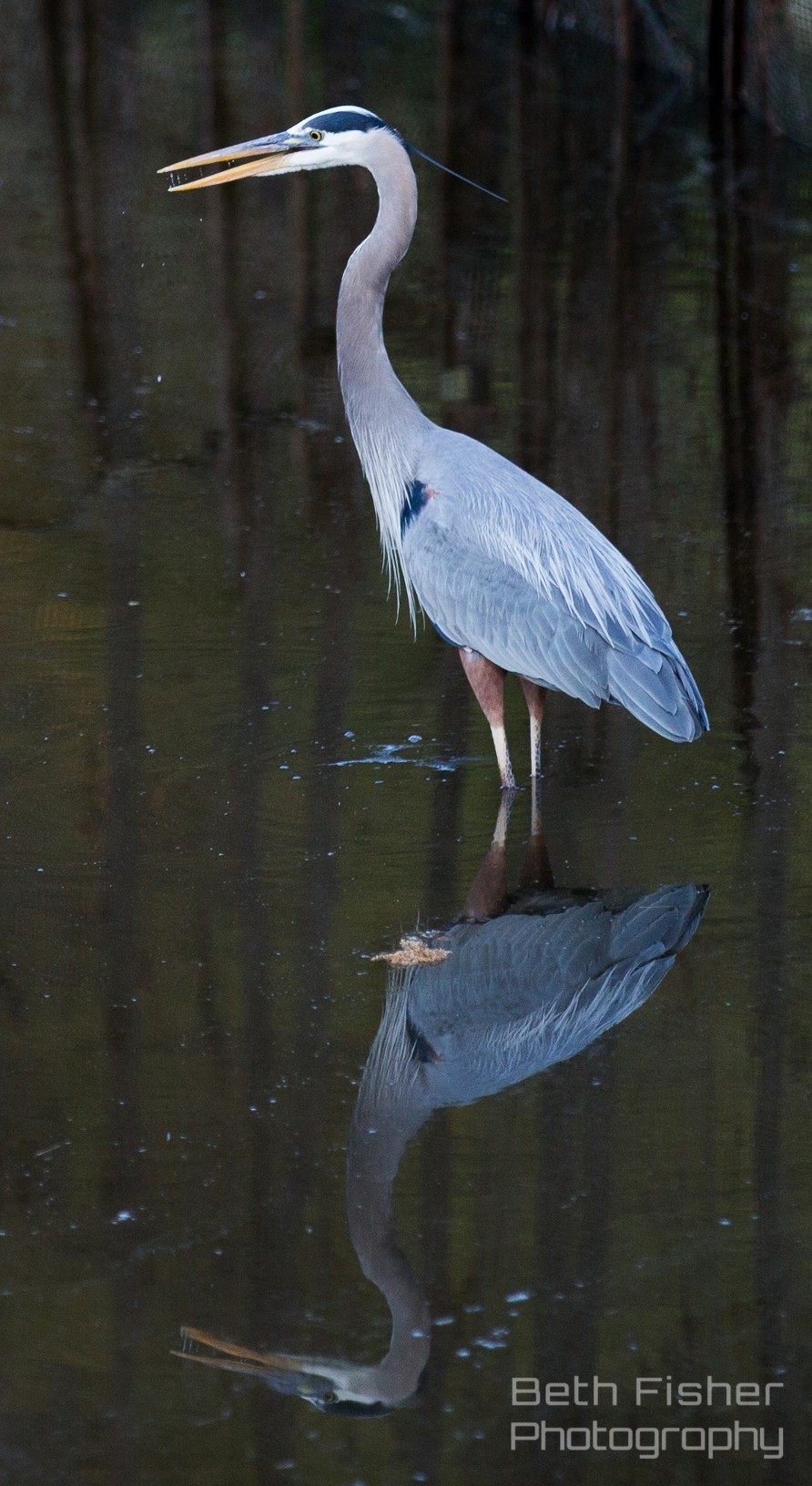 great blue heron, photo by Beth Fisher  