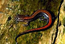 Redback salamanders are among the most commonly seen salamanders. They have a distinctive red stripe on the back, but during the unstriped "lead phase", they are often mistaken for a blue-spotted or Jefferson salamanders.  Photo by http://www.nps.gov/