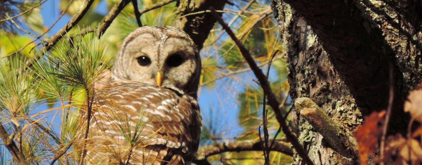barred owl, photo by Kevin Martin