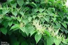 Invasive Japanese knotweed, Photo by www.maine.gov