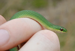 smooth green snake.  A thin, slender bright-green snake measuring 10-20 inches. The underside is white or a pale yellow. Photo by Brendan Clifford 