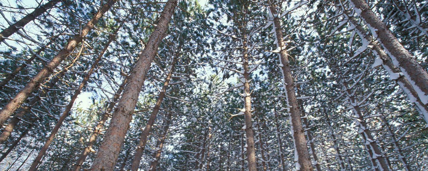 winter trees, photo by Jerry Monkman