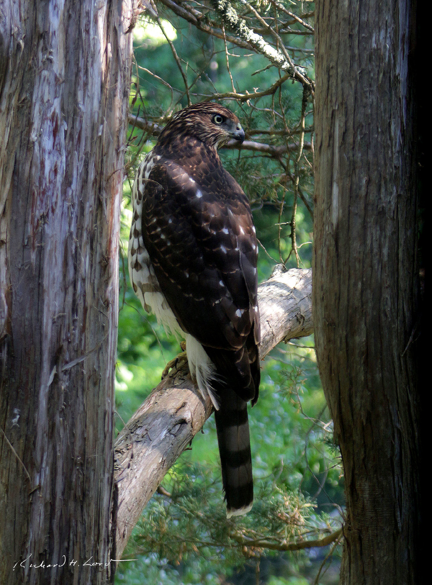 broad wing hawk RHLord.jpg