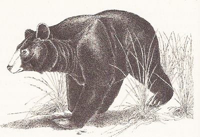 black bear, artwork by David M. Carroll