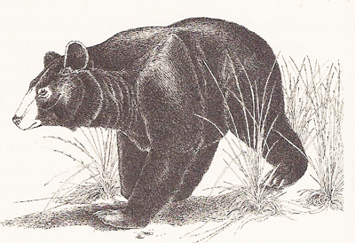 black bear, artwork by David M. Carroll black bear, artwork by David M. Carroll