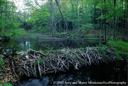 beaver dam  Photo by Jerry and Marcy Monkman