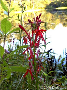 cardinal flower, common on flood plains  photo by Dick Lord