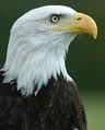  Bald Eagle photo by www.pbs.org