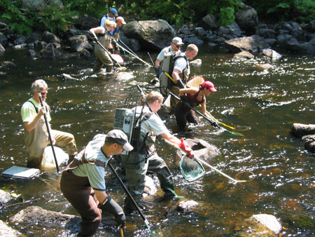 Researchers gather fish that have been temporarily stunned by an electric shock.  Photo by Dick Lord. 