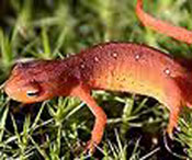 The red-spotted newt is New Hampshire's State Amphibian. Adults are aquatic and have a keeled tail to help them swim. The body color varies from olive green to orange/red. The spots are bright red outlined in black.  Photo by http://www.wildlife.state.nh.