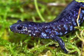 Blue-spotted salamanders rely on vernal pools to breed. They can mate with Jefferson salamanders to create hybrids. They are often confused with more common lead-phase redback salamanders.  Photo by http://www.wildlife.state.nh.us/