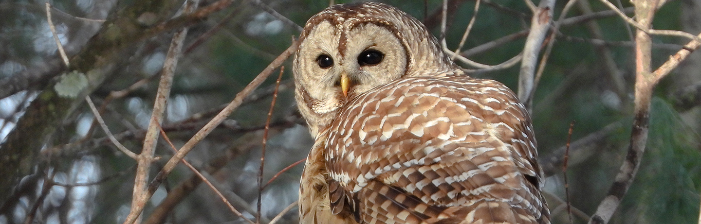 barred owl, photo by Wendy Wetherbee