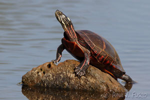 painted turtle, commonly seen sunbathing on logs and rocks. Shell has red pattern along edge, but often appears black.  Photo by Paul Fuseo, http://www.ct.gov/