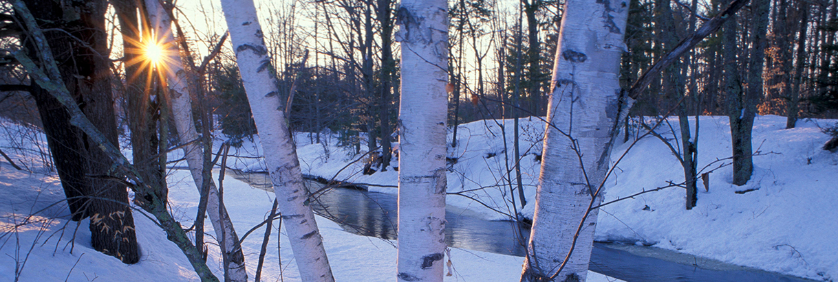 white birch trees on the Lamprey River, photo by Jerry Monkman