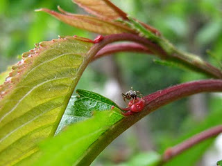 An ant inspects the sugary bulbs at the base of a fresh cherry tree  photo by Africa Gomez 