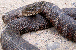 northern water snake  Photo by Mike Marchand   A dark, heavily blotched snake measuring 24-42 inches.  Often uses logs or branches overhanging the water for basking. Rarely found far from water. Sometimes the banding pattern is difficult to see dark sn