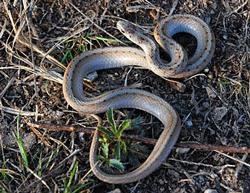 northern brown snake.   A small brown snake measuring 10-14 inches. The color may vary from light to dark brown. There are two parallel rows of dark spots running down the top of snakes with lighter colored scales in between. Photo by Brendan Clifford