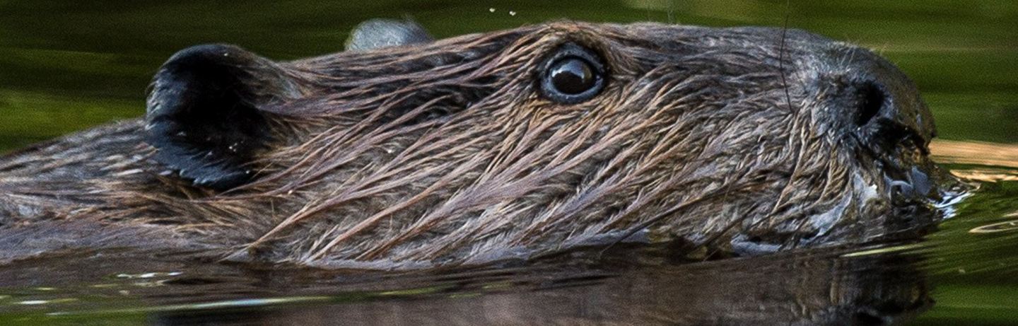 beaver swimming, photo by Beth Fisher