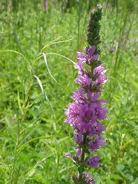 purple_loosestrife_nps.gov, photo by nps.gov