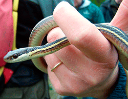 ribbon snake.  A very slender snake measuring 16-35 inches. Notice the mahogany color below the lateral stripe and the creamy lower jaw area.  Photo by Mike Marchand