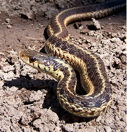 common garter snake. A small striped snake measuring 18-26 inches. Has variable color patterns but typically has 2-3 yellow, brownish, or greenish stripes running vertically down the top and sides of the snake.   Photo by Mike Marchand  