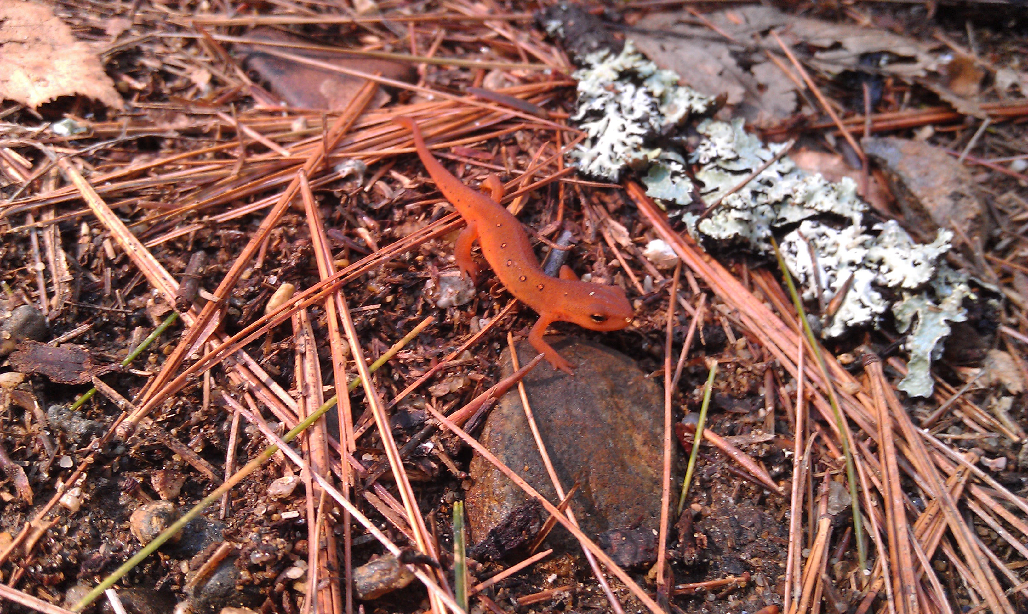 spotted newt