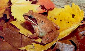 Wood frogs rely on vernal pools to breed. They have a song that is similar to duck quacks. These frogs overwinter under leaf litter on the forest floor and can partially freeze.  Photo by http://www.ct.gov/
