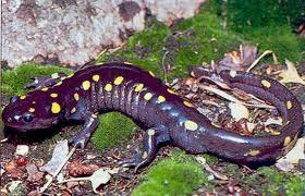 Spotted salamanders are large and have prominent yellow spots on an almost black body. They are rarely seen except on rainy migration nights when they try to cross roads to find suitable vernal pools to breed.    Photo by http://www.ct.gov/