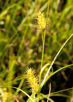 button sedge, NH Endangered  photo by Dan Sperduto 